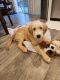 Golden Doodle Puppies for sale in Lincoln, CA 95648, USA. price: $800