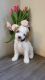 Golden Doodle Puppies for sale in Irvine, CA 92614, USA. price: $3,000