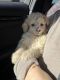 Golden Doodle Puppies for sale in Enid, OK, USA. price: $1,600