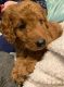 Golden Doodle Puppies for sale in Auburn, IN 46706, USA. price: $500