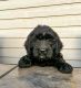 Golden Doodle Puppies for sale in Golden, CO, USA. price: NA
