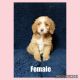 Golden Doodle Puppies for sale in Lebanon, TN, USA. price: NA