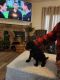 Golden Doodle Puppies for sale in Collinsville, AL 35961, USA. price: NA