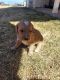 Golden Doodle Puppies for sale in Taylor, AZ, USA. price: NA