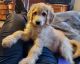 Golden Doodle Puppies for sale in Franksville, Caledonia, WI, USA. price: NA