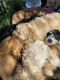 Golden Doodle Puppies for sale in Santa Clarita, CA 91321, USA. price: NA