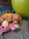Golden Doodle Puppies for sale in Atlanta, GA, USA. price: $1,300