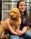 Golden Doodle Puppies for sale in Nashville, TN, USA. price: $800