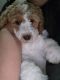 Golden Doodle Puppies for sale in Austin, TX, USA. price: $750