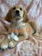Golden Doodle Puppies for sale in Sacramento, CA, USA. price: $750