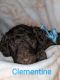 Golden Doodle Puppies for sale in Jackson, TN, USA. price: NA