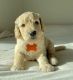 Golden Doodle Puppies for sale in Menifee, CA, USA. price: NA
