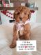 Golden Doodle Puppies for sale in Madison, WI, USA. price: NA