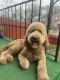 Golden Doodle Puppies for sale in Washington, DC, USA. price: $2,500