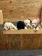 Golden Doodle Puppies for sale in Lamar County, GA, USA. price: NA