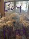 Golden Doodle Puppies for sale in Lamar County, GA, USA. price: $1,400