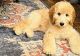 Golden Doodle Puppies for sale in Melissa, TX, USA. price: $3,000