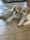 Golden Doodle Puppies for sale in Hampden, MA 01036, USA. price: NA