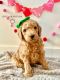 Golden Doodle Puppies for sale in Rogers, MN 55374, USA. price: NA