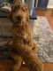 Golden Doodle Puppies for sale in Garnet Valley, PA 19014, USA. price: NA