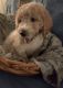 Golden Doodle Puppies for sale in Farmington, NY 14548, USA. price: $950