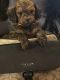 Golden Doodle Puppies for sale in Nashville, TN, USA. price: $2,500