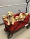 Golden Doodle Puppies for sale in Florence, AL, USA. price: $700