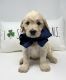 Golden Doodle Puppies for sale in Krum, TX 76249, USA. price: NA