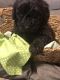 Golden Doodle Puppies for sale in Dorton, KY 41537, USA. price: NA