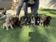 Golden Doodle Puppies for sale in North Las Vegas, NV 89031, USA. price: NA