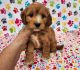 Golden Doodle Puppies for sale in Orlando, FL, USA. price: $1,200