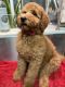 Golden Doodle Puppies for sale in Bullhead City, AZ, USA. price: NA