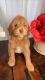Golden Doodle Puppies for sale in Covina, CA, USA. price: $3,500