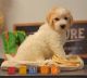 Golden Doodle Puppies for sale in Guyton, GA 31312, USA. price: $1,500