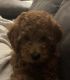Golden Doodle Puppies for sale in Pickens, SC 29671, USA. price: $2,000
