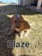 Golden Doodle Puppies for sale in Taylor, AZ, USA. price: $900