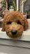 Golden Doodle Puppies for sale in Bullhead City, AZ 86442, USA. price: $2,000