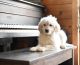 Golden Doodle Puppies for sale in Vista, CA 92084, USA. price: $2,250