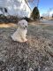 Golden Doodle Puppies for sale in Seville, OH 44273, USA. price: $450