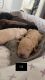 Golden Doodle Puppies for sale in 122 Cynthia Ln, Summerville, SC 29485, USA. price: $1,800