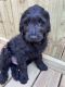 Golden Doodle Puppies for sale in Ephrata, PA 17522, USA. price: $700