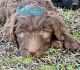 Golden Doodle Puppies for sale in Waycross, GA 31503, USA. price: NA
