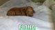 Golden Doodle Puppies for sale in Braintree, MA, USA. price: $2,000