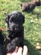 Golden Doodle Puppies for sale in Mitchell, SD 57301, USA. price: $1,000
