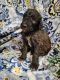 Golden Doodle Puppies for sale in Monroe, WA, USA. price: NA