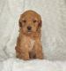 Golden Doodle Puppies for sale in Colby, WI 54421, USA. price: $950
