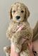 Golden Doodle Puppies for sale in Springfield, MO 65810, USA. price: NA