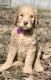 Golden Doodle Puppies for sale in Springfield, MO 65810, USA. price: $950