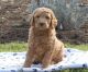 Golden Doodle Puppies for sale in Bristow, VA, USA. price: $900