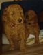 Golden Doodle Puppies for sale in Fredonia, KY 42411, USA. price: NA